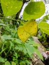 Two beautiful butterflies Royalty Free Stock Photo